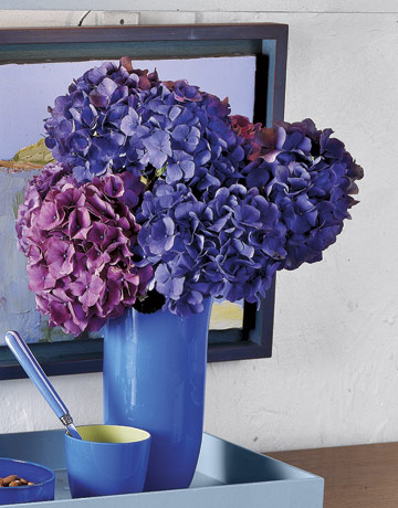 Blue-Hydrangeas-In-Blue-Vase-GTL0107-de